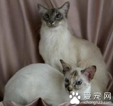 巴厘猫—QQ时尚都市宠物获得及携带攻略