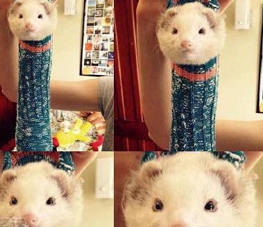 雪貂爬进了一只袜子后