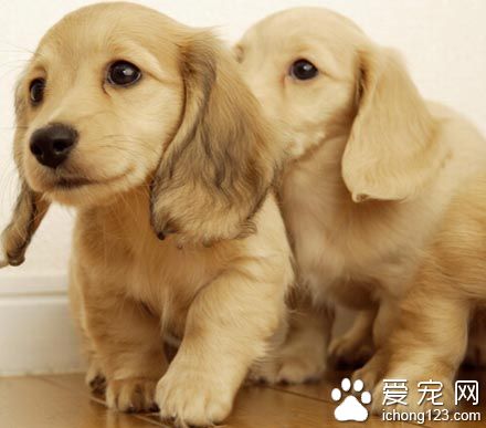 狗身上有蜱虫怎么办 需要进行家庭的消毒