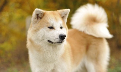 忠实的八公 秋田犬深受日本大众的喜爱