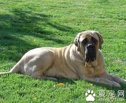 斗牛马士提夫犬的性格 对陌生人不冷不热