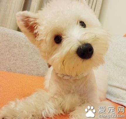 西高地犬好养吗 该犬饲养前必备知识