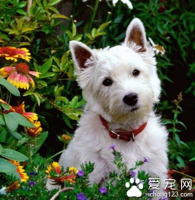 西高地白梗爱叫吗 该犬比较敏感