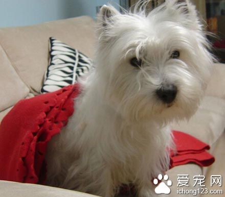 西高地白梗的喜叫程度 制止乱叫的行为