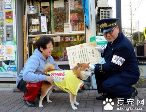 日本6岁柴犬帮主人看店卖香烟  受到了来自全世界的关注