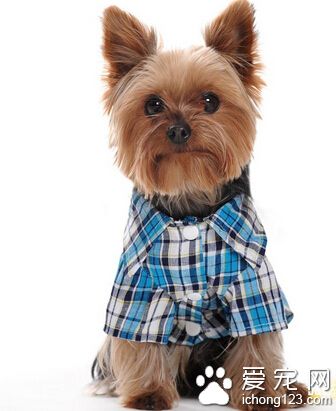 狗狗训练上厕所 训练上厕所的小技巧