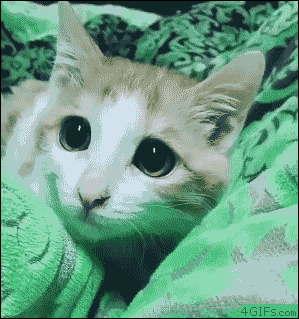 有几个人能抵挡得了这个眼神