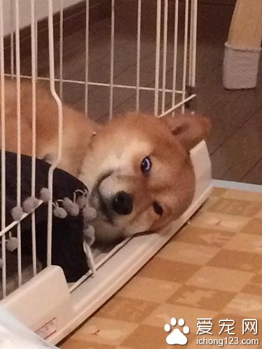 柴犬睡相诡异吓坏主人 “一睡成名”