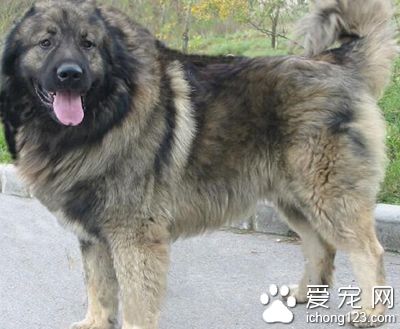 高加索犬多重 体型比藏獒还要大一点