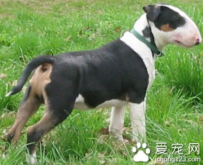 迷你牛头梗凶吗 是小孩子们很好的玩伴