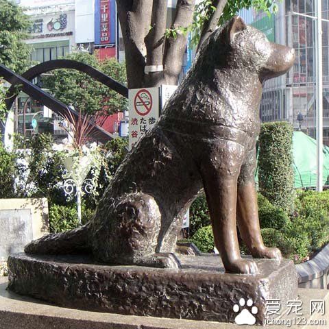 忠实的八公 秋田犬深受日本大众的喜爱