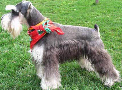 如何训练雪纳瑞 训练雪纳瑞坐下的技巧