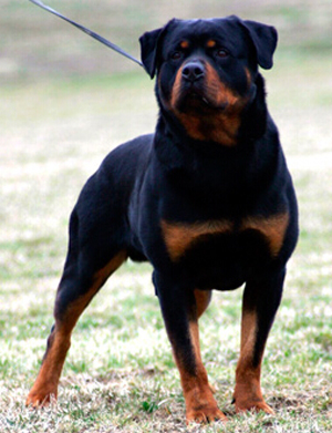 罗威纳犬多少钱 赛级罗威纳犬价格比较高