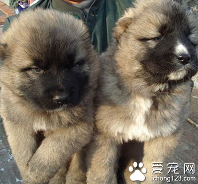 高加索犬好看吗 它的外形长相一般