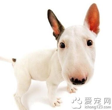 牛头梗听话吗 对主人忠心而且服从性强