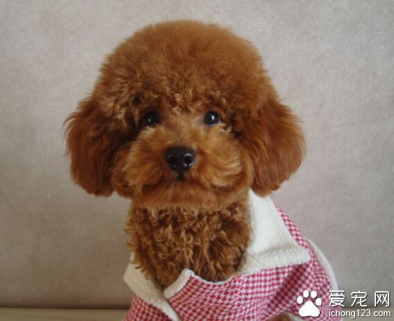 狗狗多大开始训练好 对狗狗要有耐心不要责罚