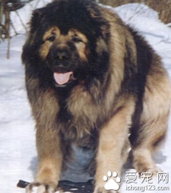 高加索犬凶猛吗 经过训练的会比较温顺