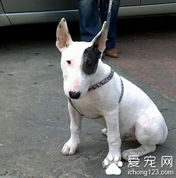 牛头梗猛吗 需要严加看管