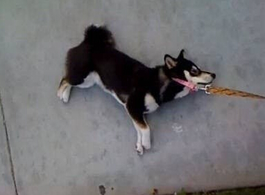 柴犬是非常固执的生物 不喜欢主人强迫它们