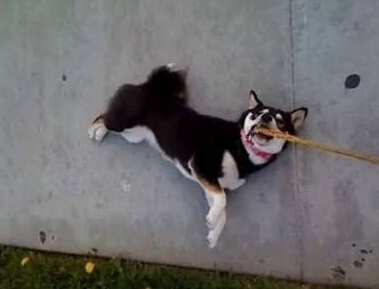 柴犬是非常固执的生物 不喜欢主人强迫它们