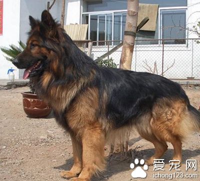德国牧羊犬怎么训练 接受能力非常强