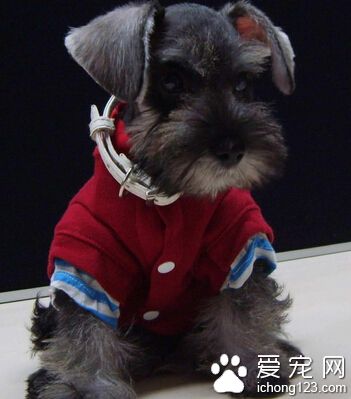 如何挑选雪纳瑞 健康的小雪精神状态好