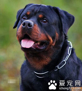 罗威纳犬怎么训 罗威纳犬的看家训练