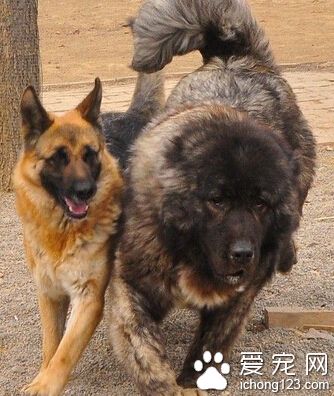 高加索犬温顺吗 天性是比较凶猛的狗狗