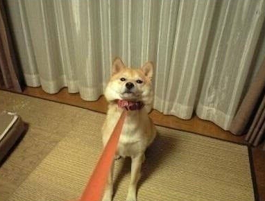 柴犬是非常固执的生物 不喜欢主人强迫它们