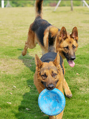 德国牧羊犬怎么训 注意科学的方法