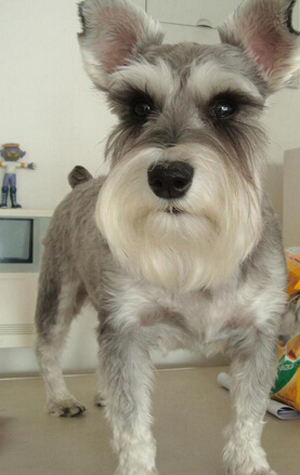 怎样挑选雪纳瑞 观察雪纳瑞的基本情况