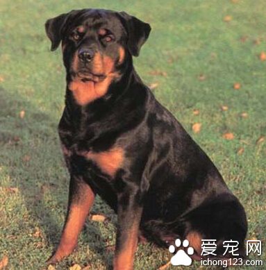 罗威纳犬训练方法 罗威纳犬护主训练