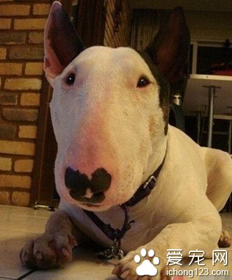 牛头梗皮肤病 别让狗长期处于上火状态