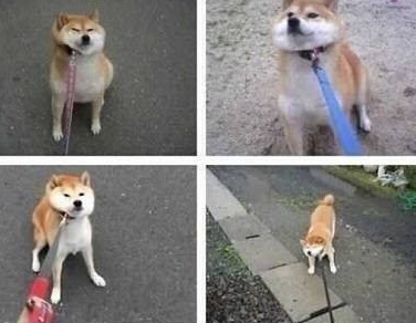 柴犬是非常固执的生物 不喜欢主人强迫它们