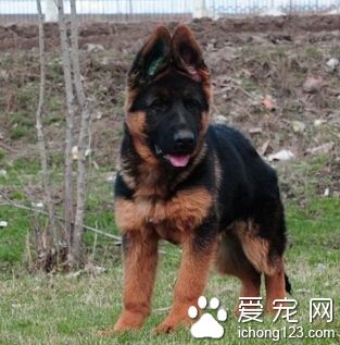 德国牧羊犬训练方法 训练要统一口令