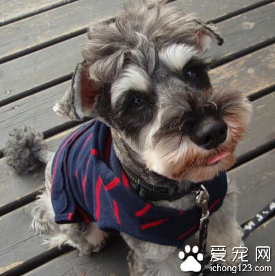 雪纳瑞挑选 十个挑选雪纳瑞的技巧