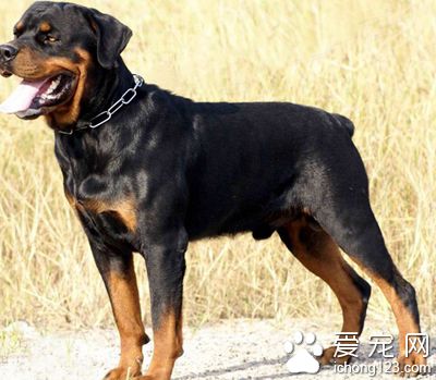 罗威纳犬怎么训练 罗威纳犬坐下训练