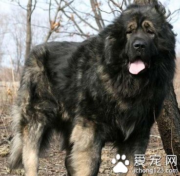 高加索犬怎样训练 循序渐进慢慢地训练