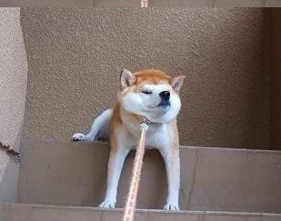 柴犬是非常固执的生物 不喜欢主人强迫它们