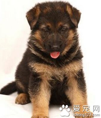 德国牧羊犬训练 应该注重奖惩分明