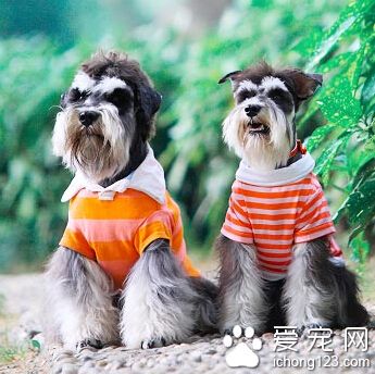 迷你雪纳瑞多少钱 宠物级跟赛级价格偏差