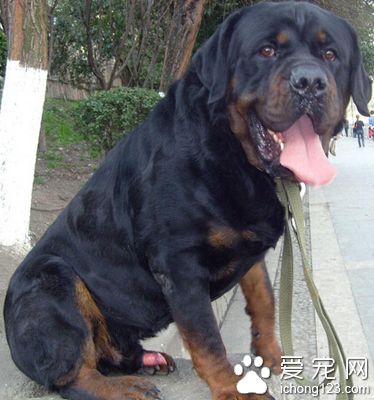 罗威纳犬好训练吗 接受能力强