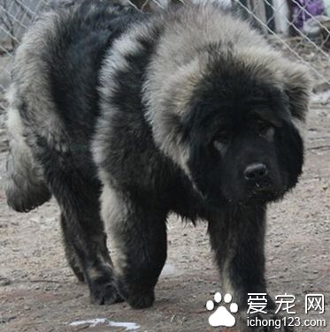 高加索犬好训练吗 必修的训练课程