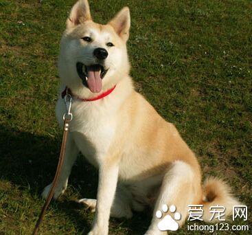 秋田犬有白色的吗 颜色种类比较多