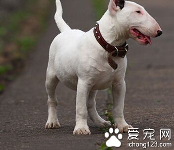 牛头梗脾气 经过训练的脾气变好