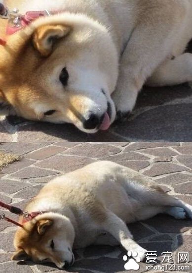 柴犬是非常固执的生物 不喜欢主人强迫它们