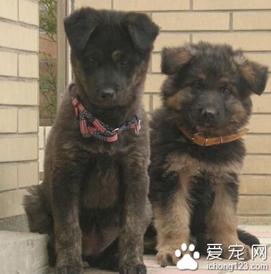 德国牧羊犬训狗教程 在信任的基础上训练