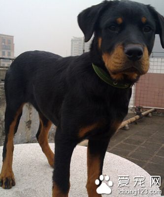 罗威纳犬如何训练 训练技巧和方法