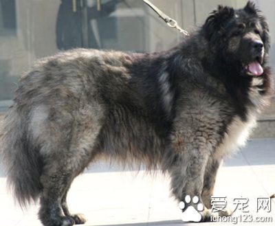 高加索犬怎么训练 因材施教耐心驯养