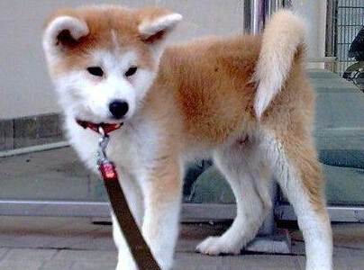 秋田犬多少钱 有日系和美系两种秋田犬